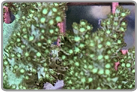 Green Kenya Tree Coral